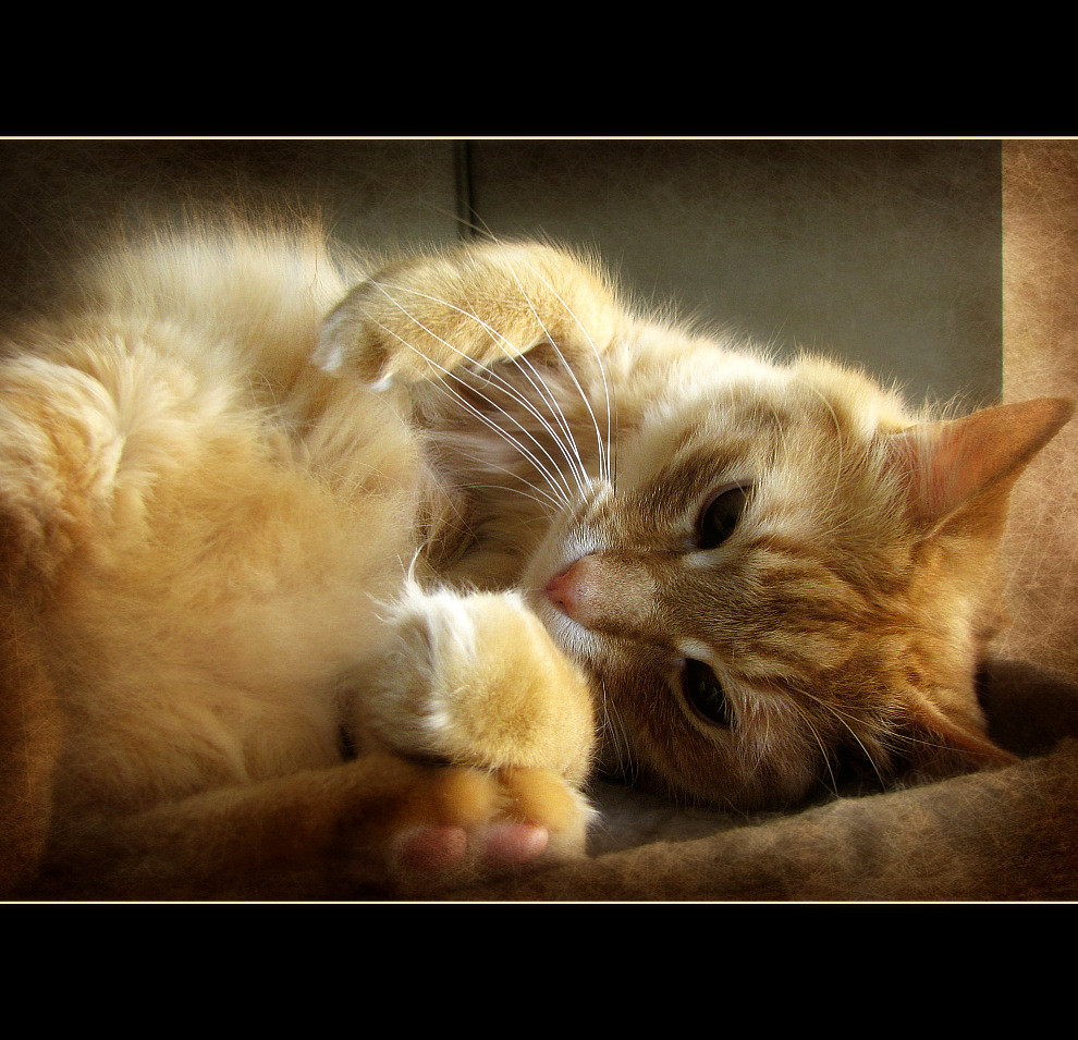 Understanding the Trust Behind Paw Touching (Image Credits: Flickr)