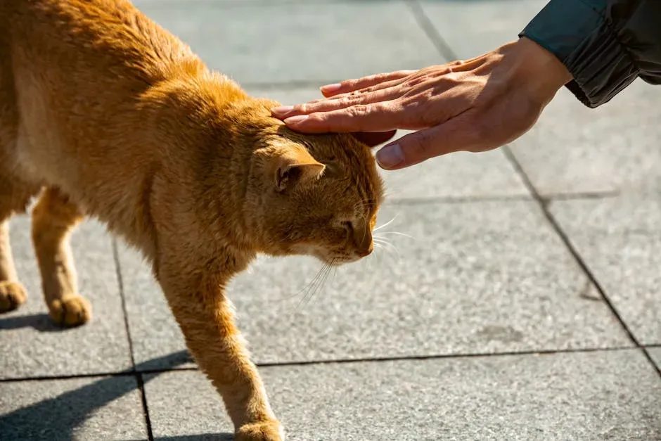 The Short Meow: Your Cat's Casual "Hey" (Image Credits: Pexels)
