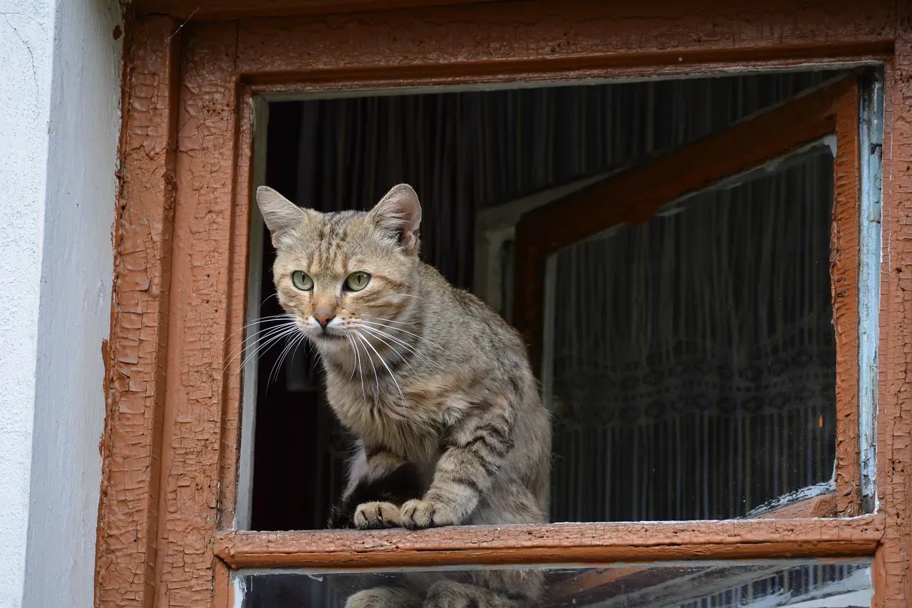 The Ancestral Hunter Within Your Domestic Cat (Image Credits: Pixabay)