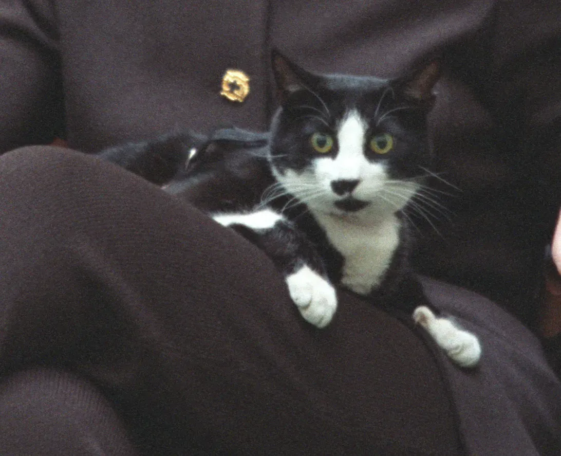 #13 - Sitting Calmly On You Instead Of Pouncing (This tag does not indicate the copyright status of the attached work. A normal copyright tag is still required. See Commons:Licensing., No restrictions)