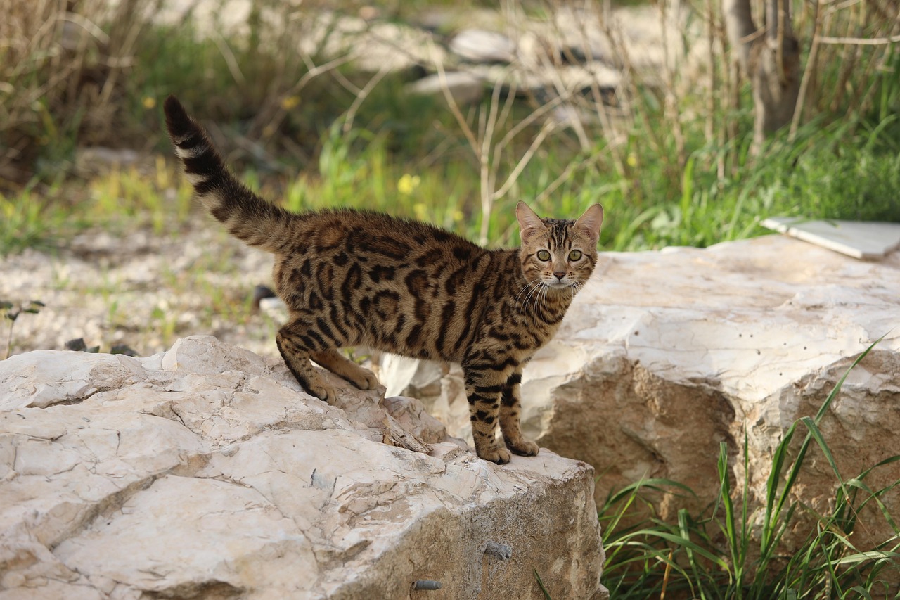Bengal Cats (Image Credits: Pixabay)