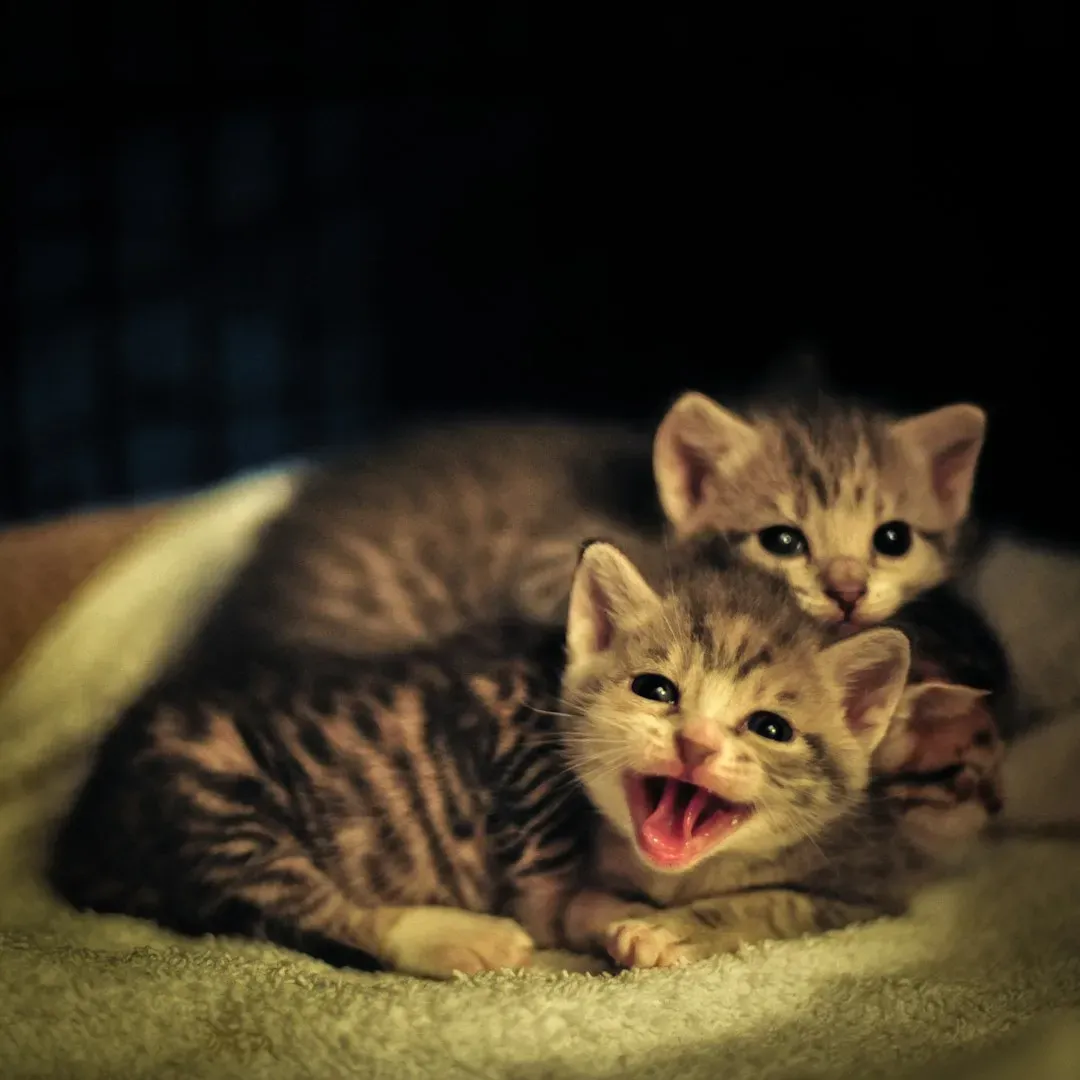 Younger and Older Cats Are the Most Vocal About Their Disapproval (Image Credits: Unsplash)