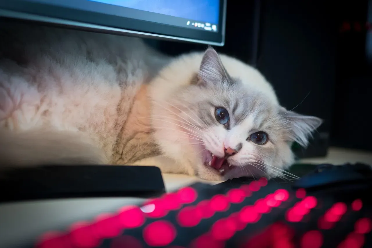 The Keyboard Invasion And Attention Hijacking (Image Credits: Pixabay)