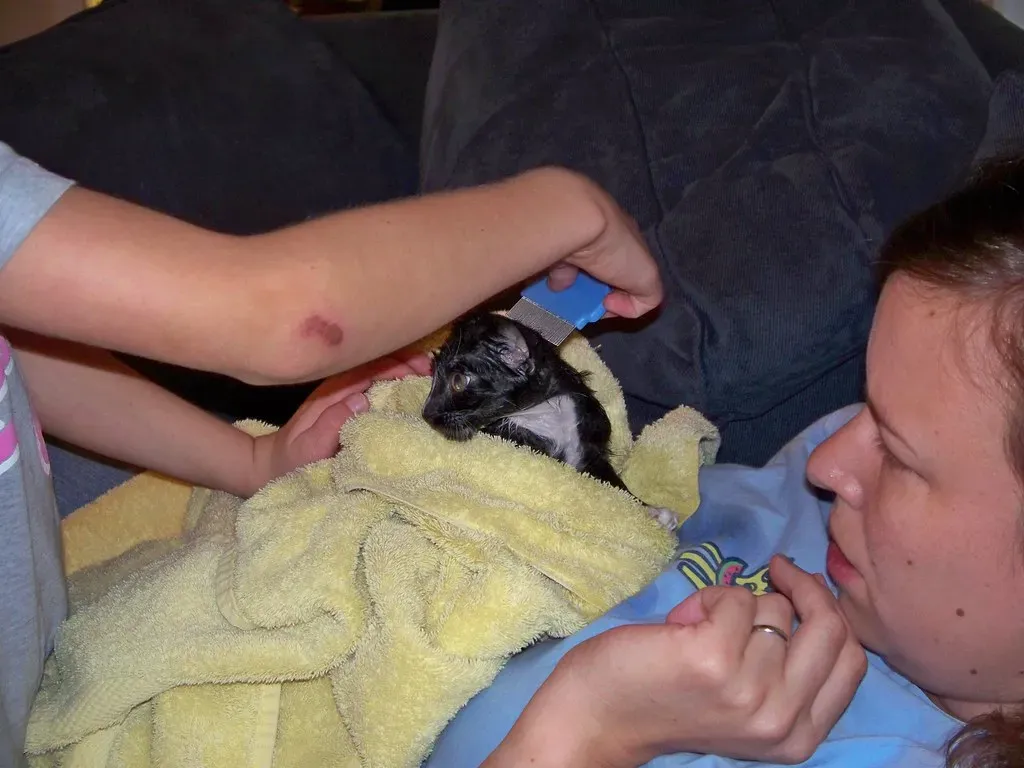 Natural and Gentle Flea Removal Methods (Image Credits: Flickr)