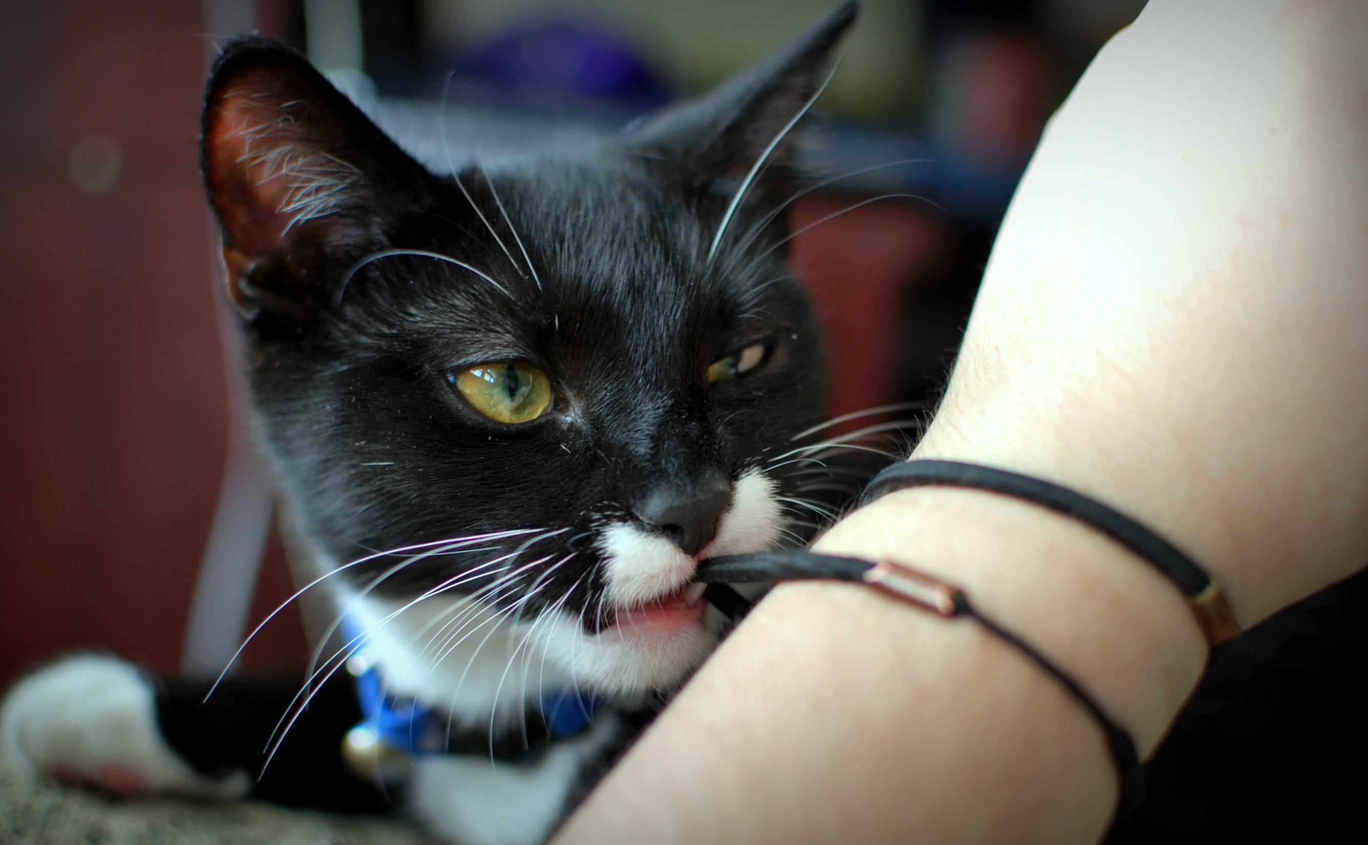 Hair Ties and Elastic Bands (Image Credits: Wikimedia)