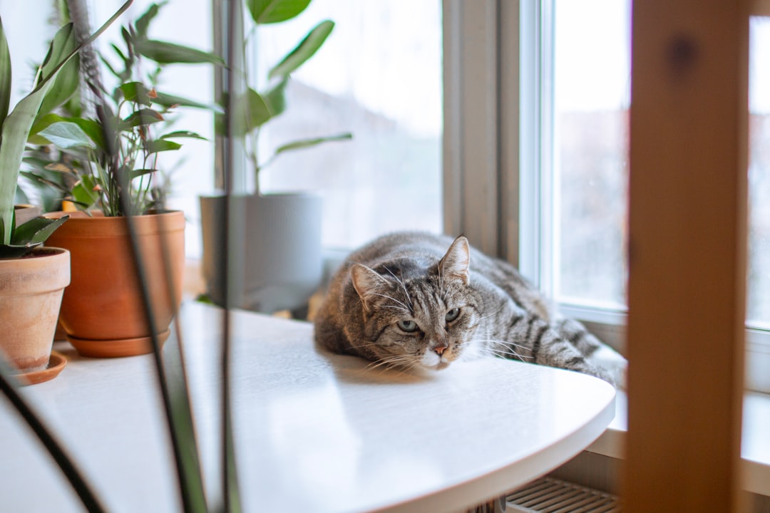 Indoor Cats Are Unhappy and Need to Go Outside (Image Credits: Unsplash)