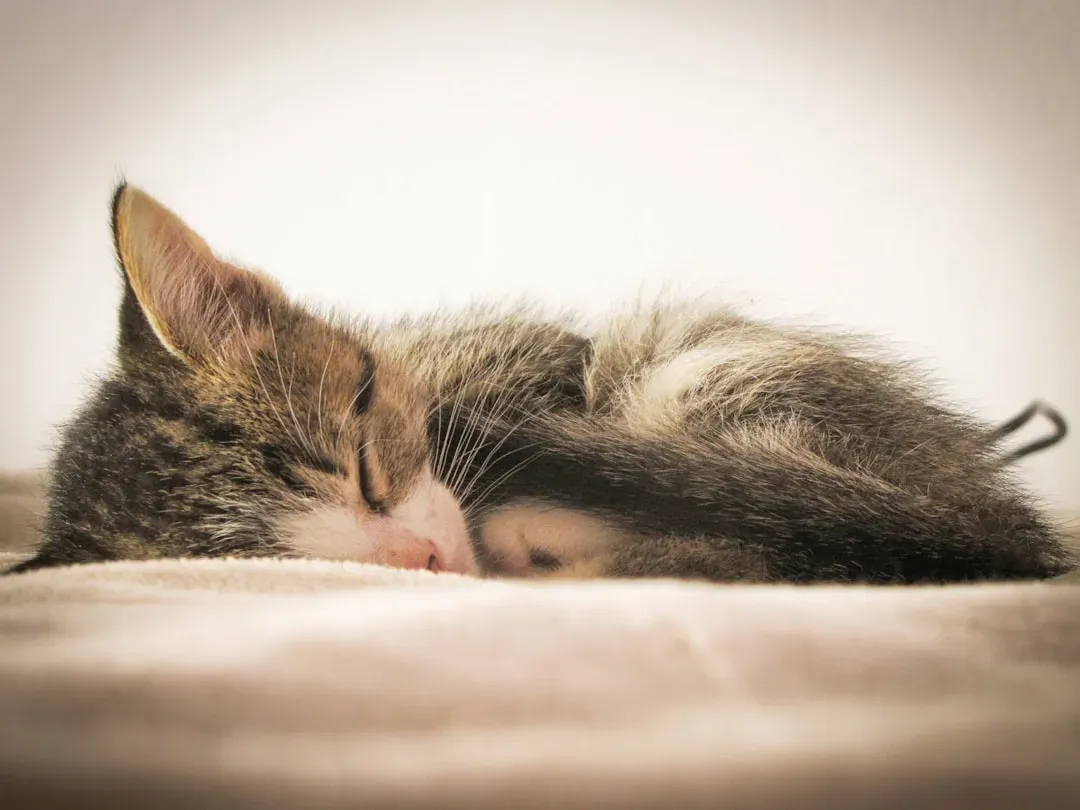 Why Kittens Twitch So Much More Than Adult Cats (Image Credits: Unsplash)