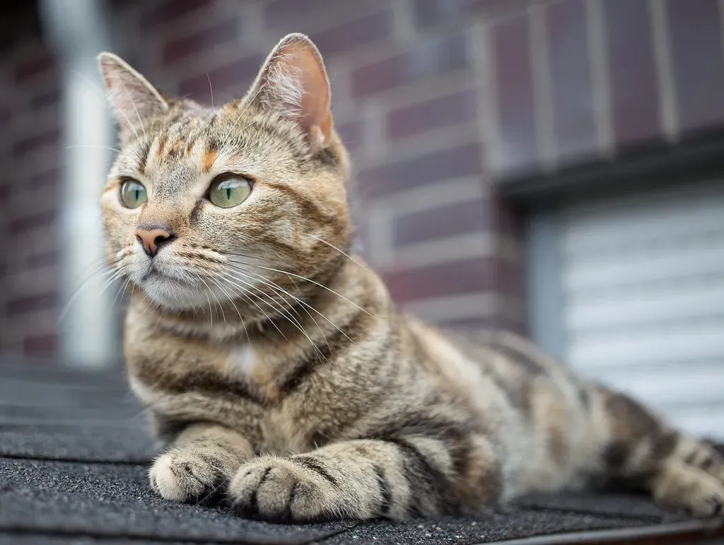 Final Thoughts (Image Credits: Flickr)