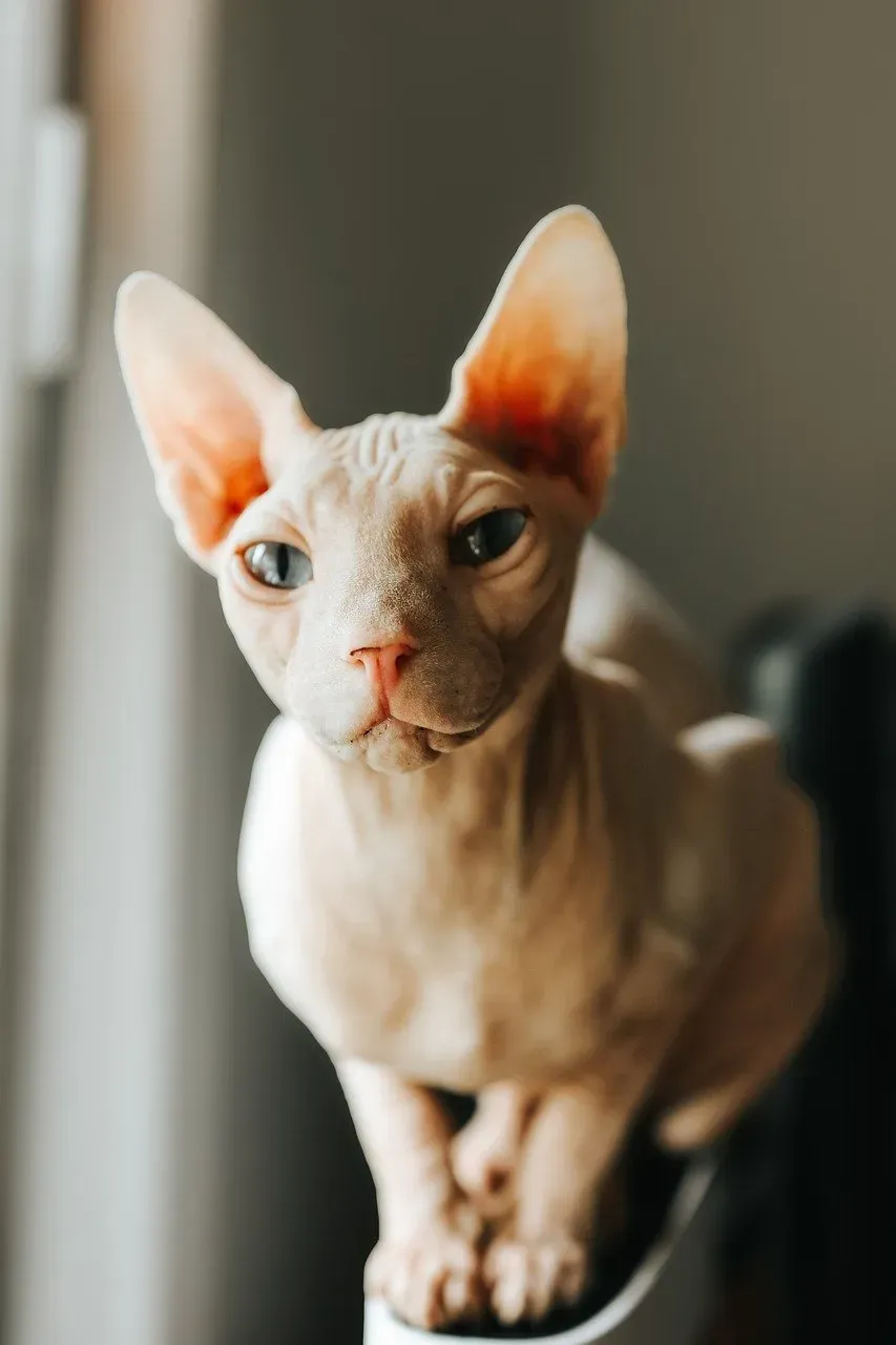 The Sphynx: Hairless but Never Heartless (Image Credits: Pixabay)