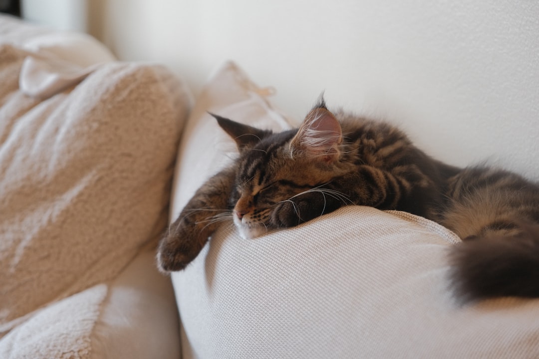1. Maine Coon - The Gentle Giant's Snooze Schedule (Image Credits: Unsplash)