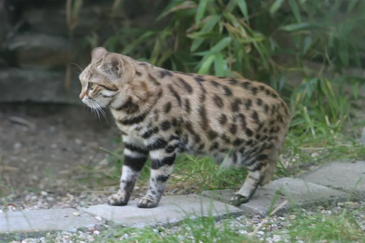 #3 Black-footed cat: small size, staggering kill rate (By Pierre de Chabannes pour http://www.photozoo.org., CC BY-SA 2.5)