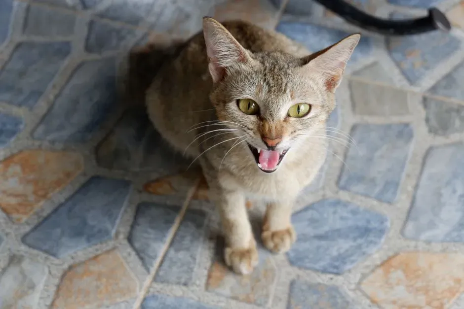 #6 Punishing Growling, Hissing, or Hiding (Image Credits: Pexels)