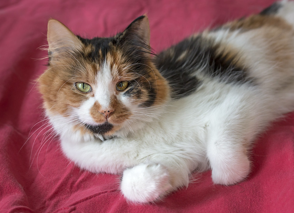 Special Considerations for Senior Cats (Image Credits: Flickr)