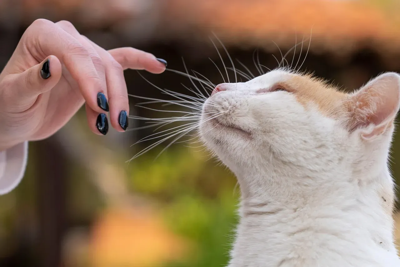 #1 - The Body Odor Shift You Can't Smell But Your Cat Can (Image Credits: Pixabay)