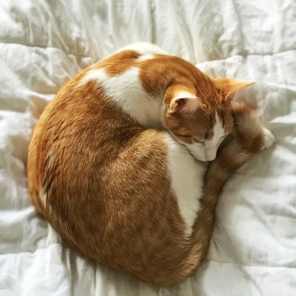 The Curled-Up Ball: Warmth, Security, and Ancient Instinct (Image Credits: Flickr)