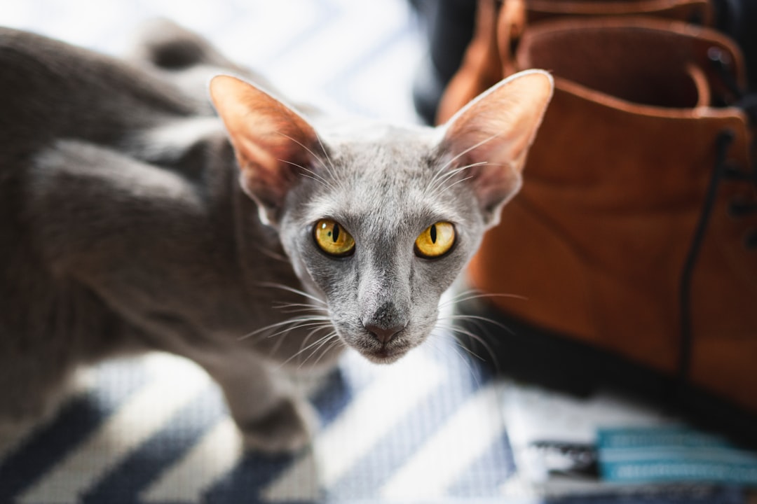 Oriental Shorthair: The Selective Socializer (Image Credits: Unsplash)