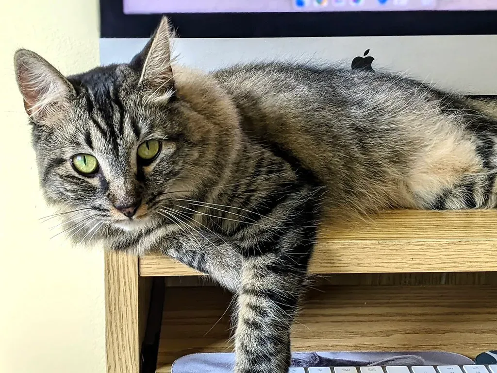 Is Your Cat Celebrating After Using the Litter Box? (Image Credits: Flickr)