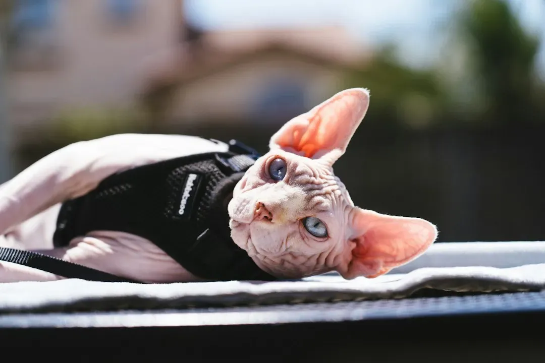Sphynx: Clingy in Spirit, Not Always in Your Lap (Image Credits: Unsplash)