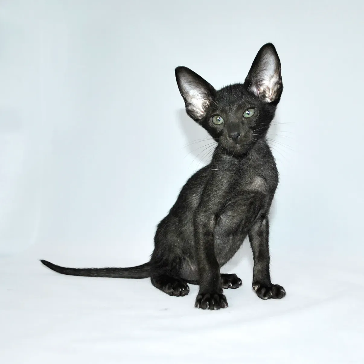 #9 Oriental Shorthair (By Felinlove, CC BY-SA 4.0)