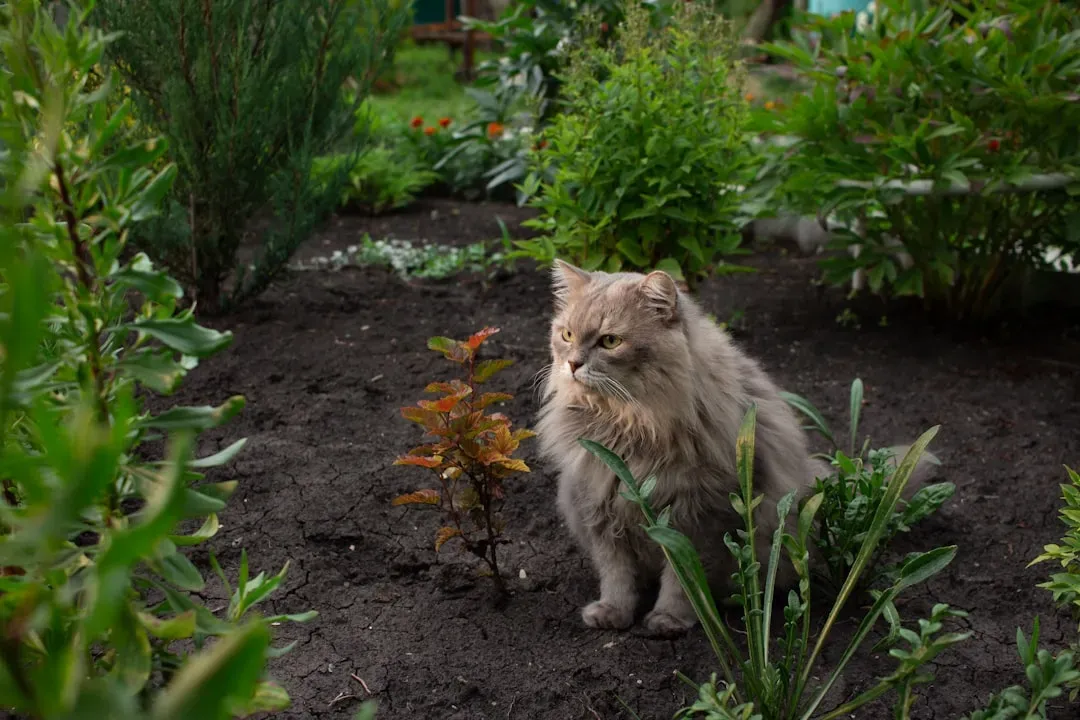 7. Cover Soil with Textures Cats Dislike (Image Credits: Unsplash)
