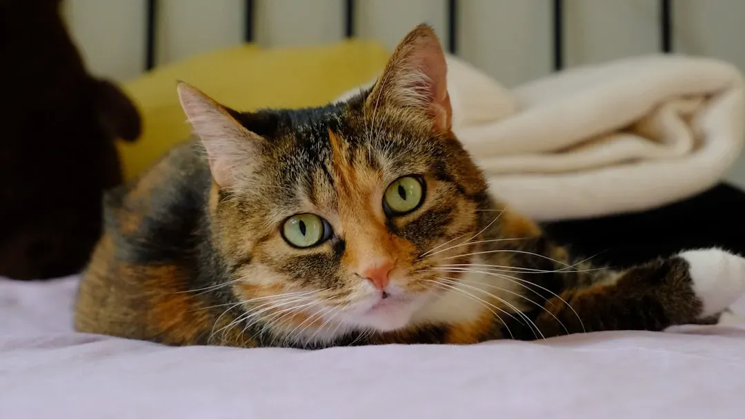 Creating Safe Warm Spaces at Home (Image Credits: Unsplash)