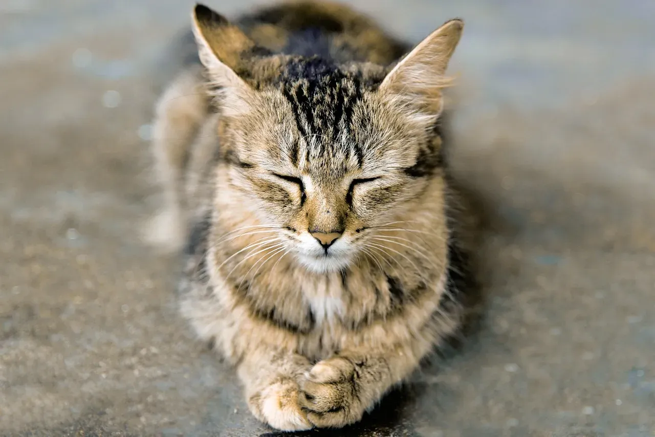 Signs Your Cat Is In a Meditative State (Image Credits: Pixabay)