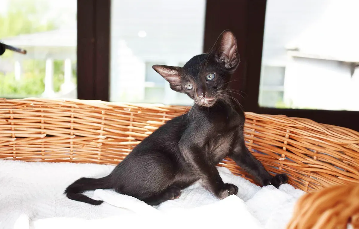 #8 Oriental Shorthair: Social, But Not Always With Other Cats (By Felinlove, CC BY 4.0)