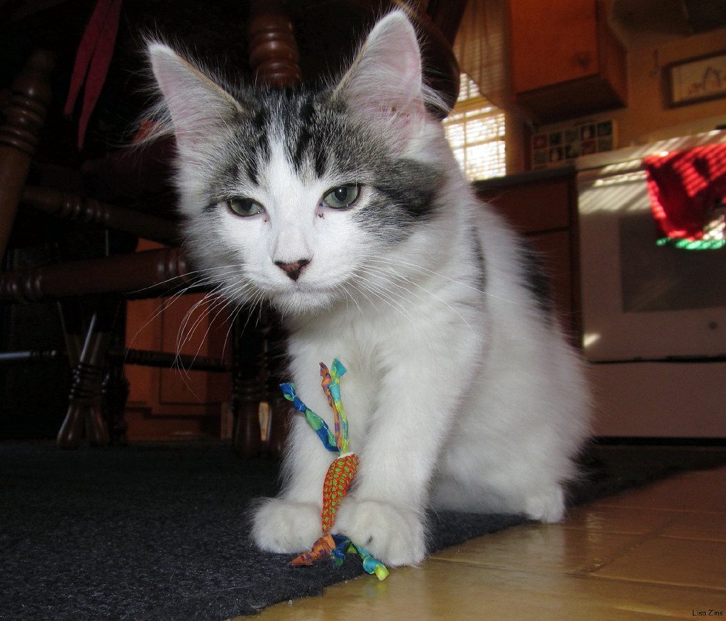 The Invisible Threat to Major Organs (Image Credits: Flickr)