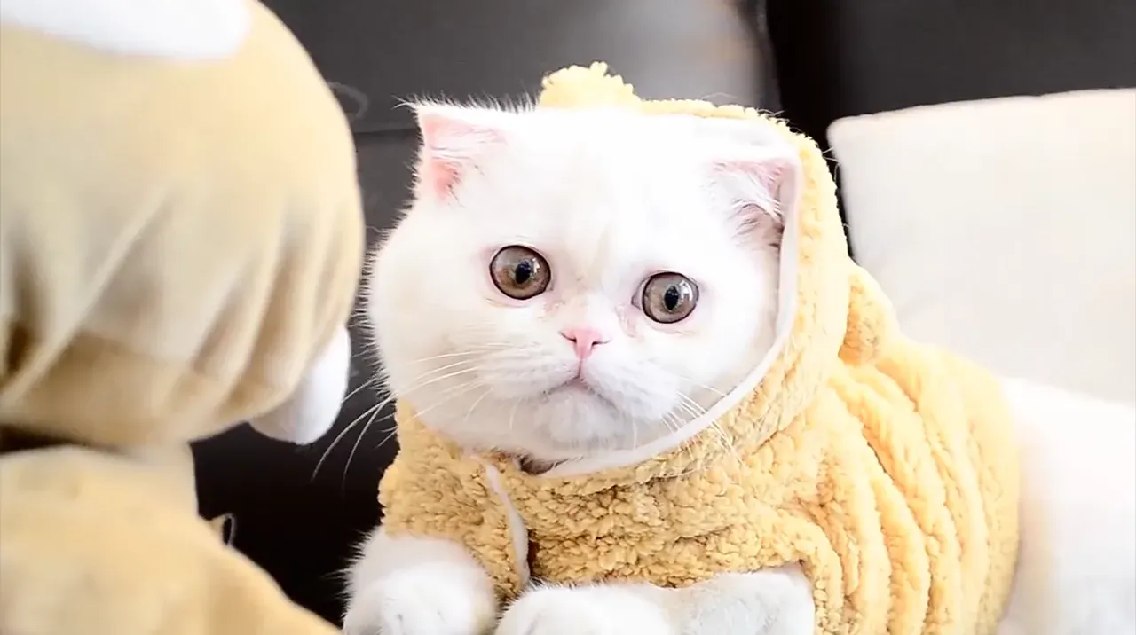 9. Exotic Shorthair: The Quiet Companion (Image Credits: Pixabay)