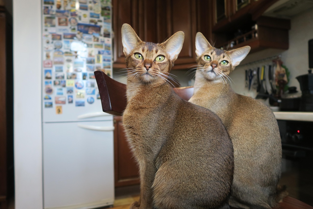Abyssinian - The Curious Supervisor (Image Credits: Pixabay)