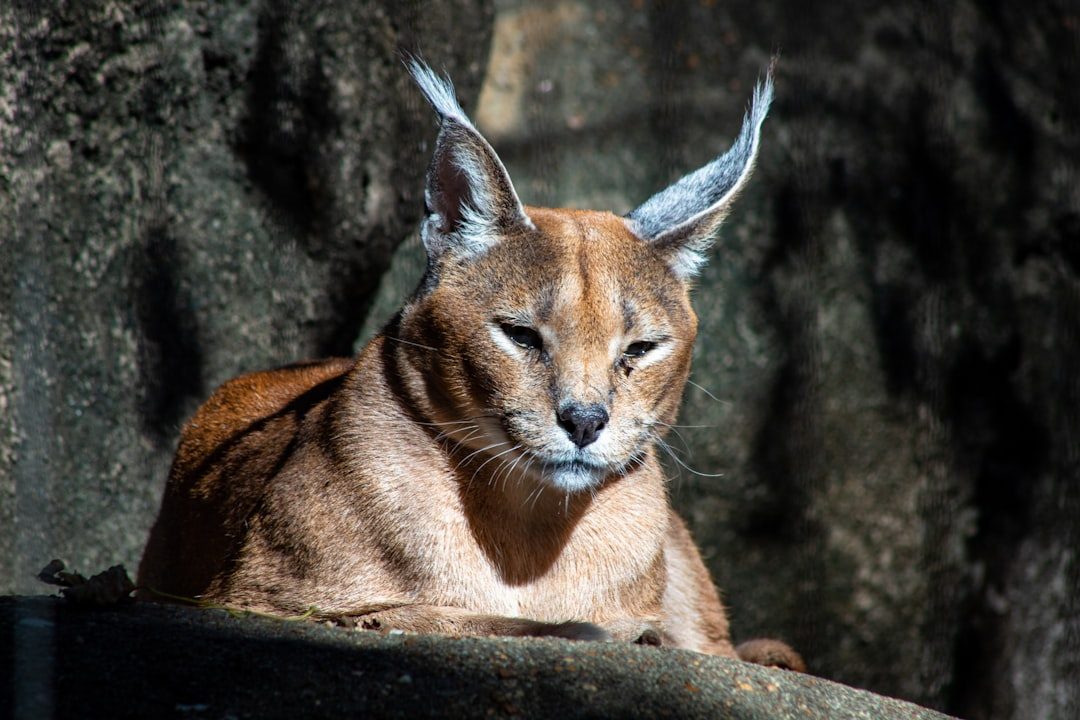 Aries: The Caracal (Image Credits: Unsplash)