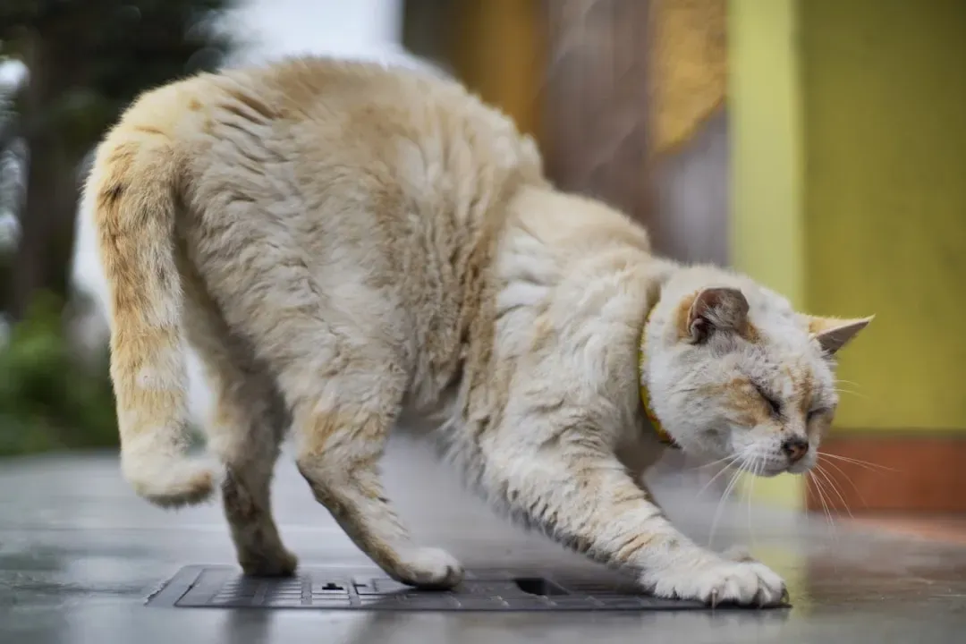 The Way Your Cat Holds Their Body Speaks Volumes (Image Credits: Unsplash)