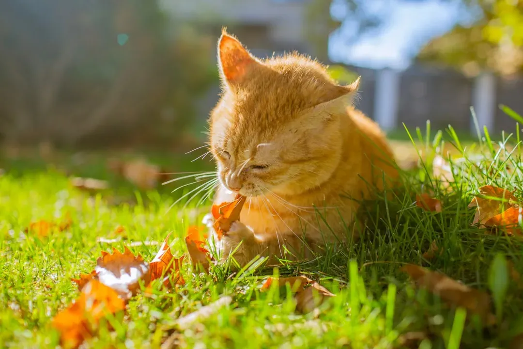 Your Mood and Routine Affect Their Behavior Too (Image Credits: Unsplash)