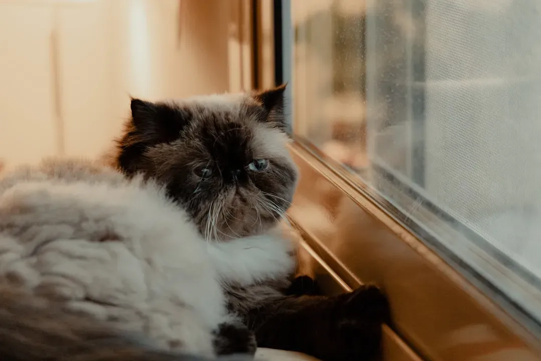 Himalayan: The Fluffy Indoor Winter Companion (Image Credits: Unsplash)