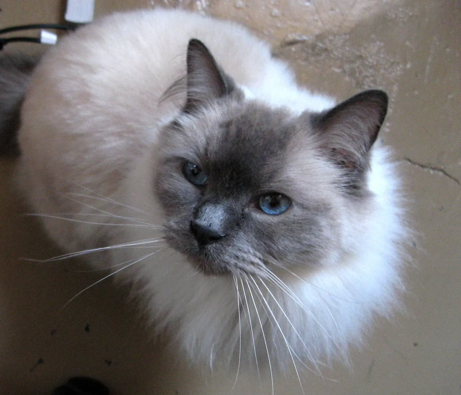 #1 Ragdoll (By Mollificent, CC BY-SA 3.0)