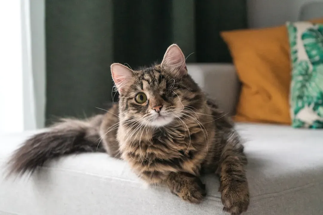 5. They Check Your Usual Spots Like They’re Looking For You (Image Credits: Unsplash)