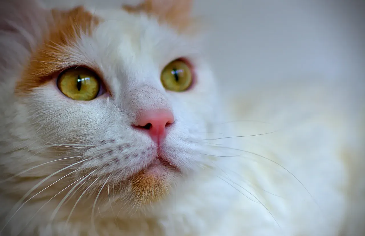 Turkish Van and Turkish Angora: The Aggressive Agitators (Image Credits: Pixabay)