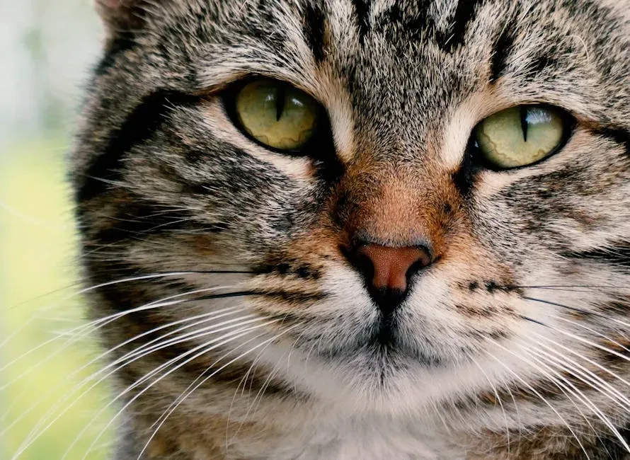 The Oxytocin Gene: Your Cat's Social Wiring at the Molecular Level (Image Credits: Pexels)