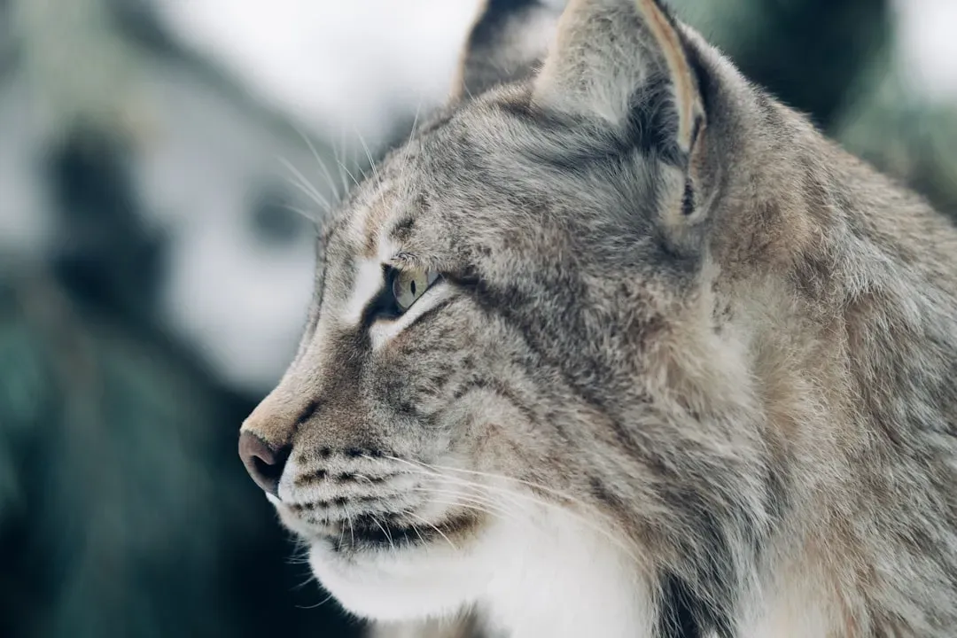 Ear Tufts and Acute Hearing That Pick Up Every Sound (Image Credits: Unsplash)