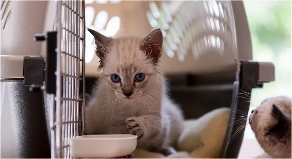 The Right Carrier Makes All the Difference (Image Credits: Flickr)