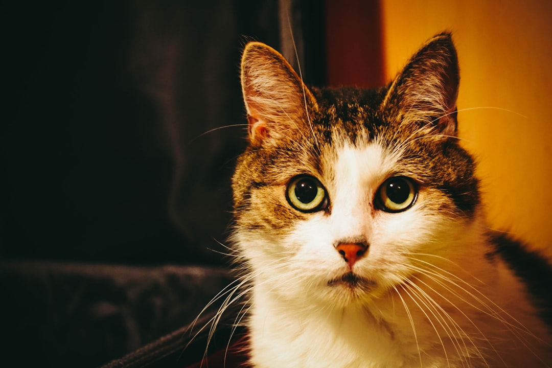 The Therapeutic Value of Feline Focus (Image Credits: Unsplash)