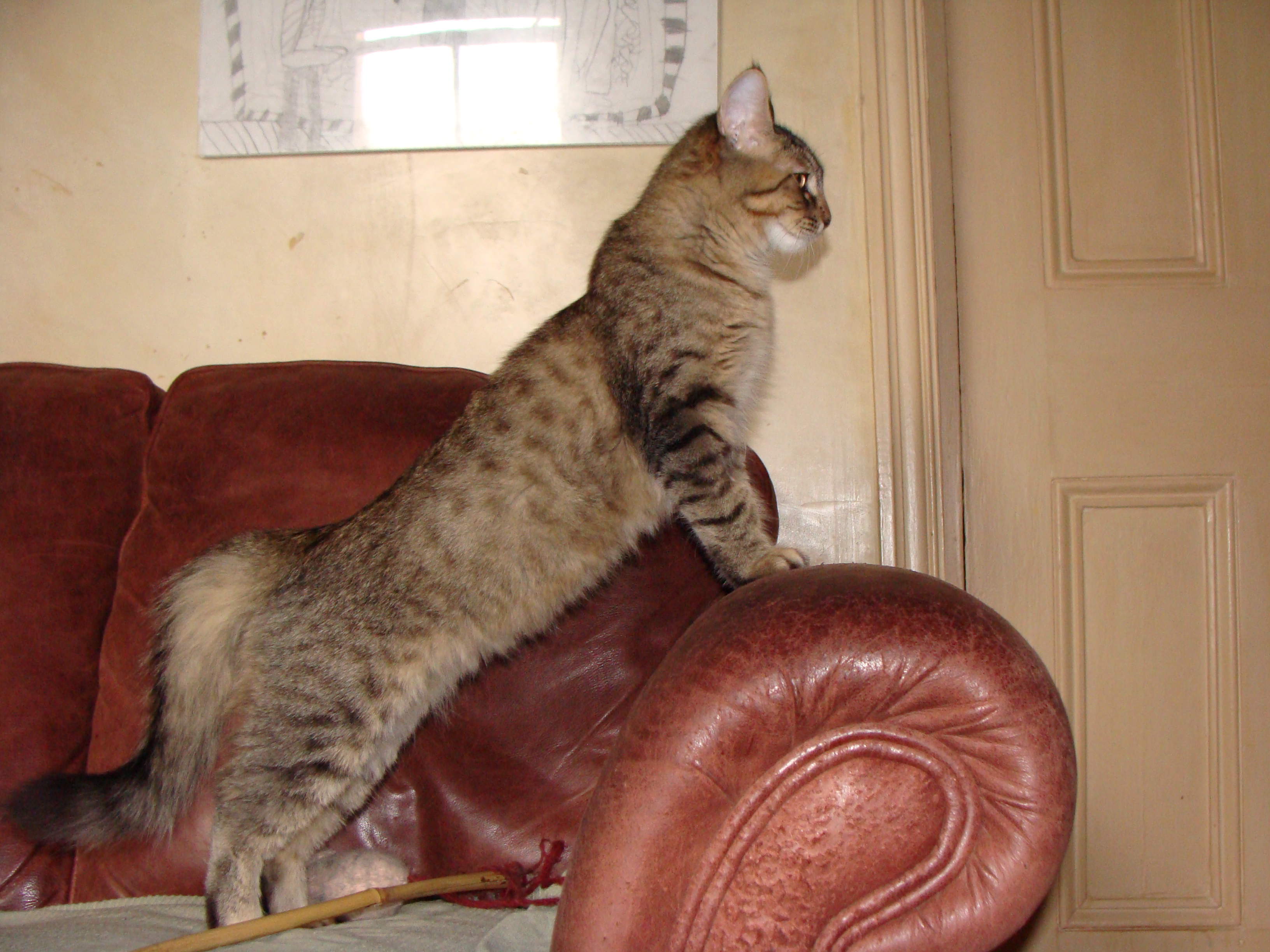 Pixie Bob Cats (Image Credits: Wikimedia)