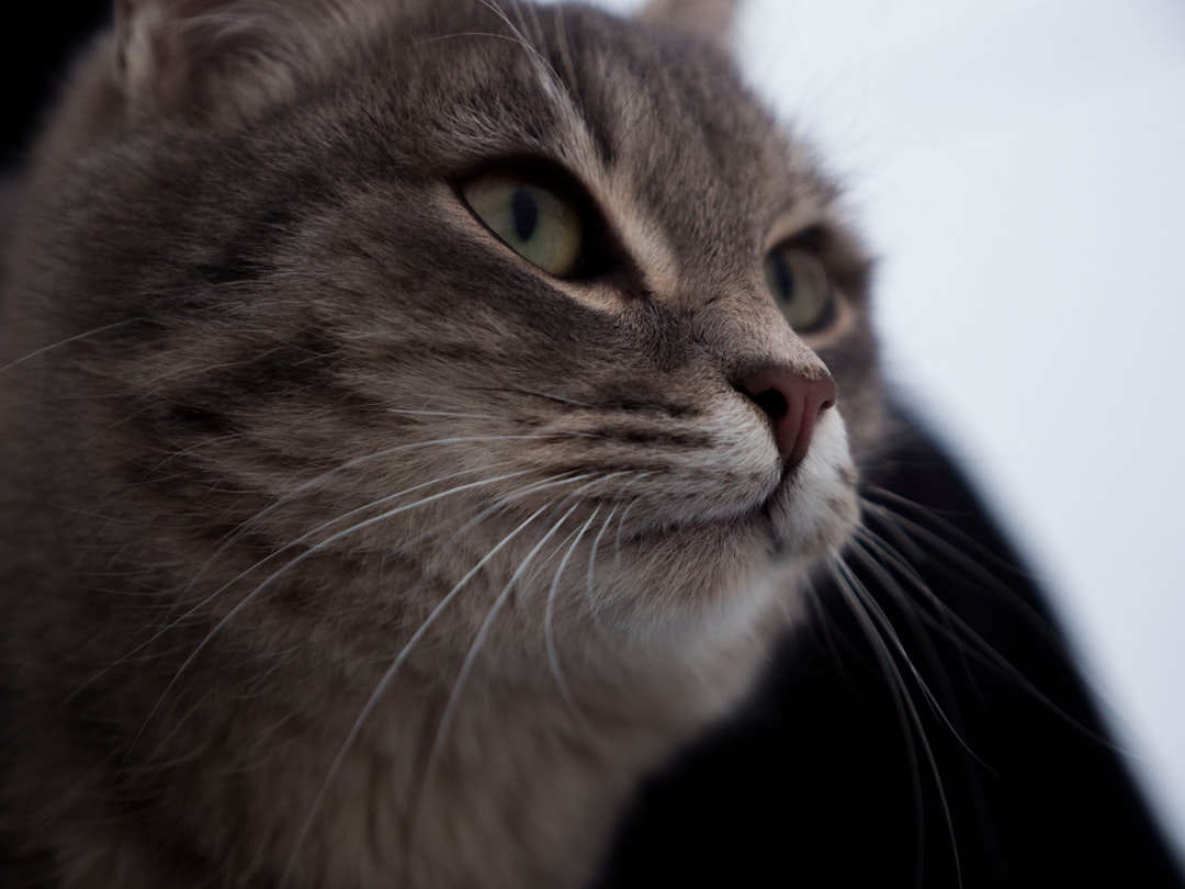 The Staring Contest Phenomenon (Image Credits: Unsplash)