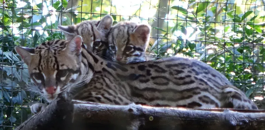 Reproduction and Raising the Next Generation (Image Credits: Flickr)