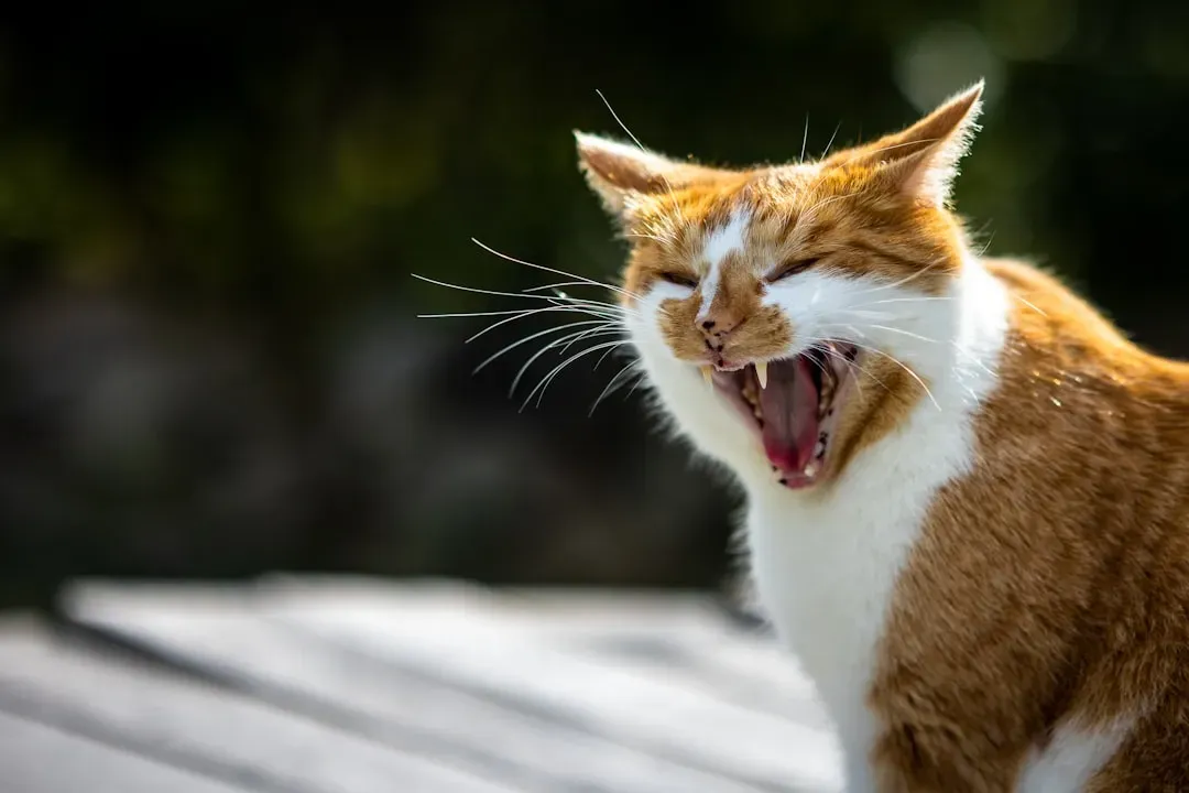 8. Sudden Aggression Toward You or Other Pets (Image Credits: Unsplash)