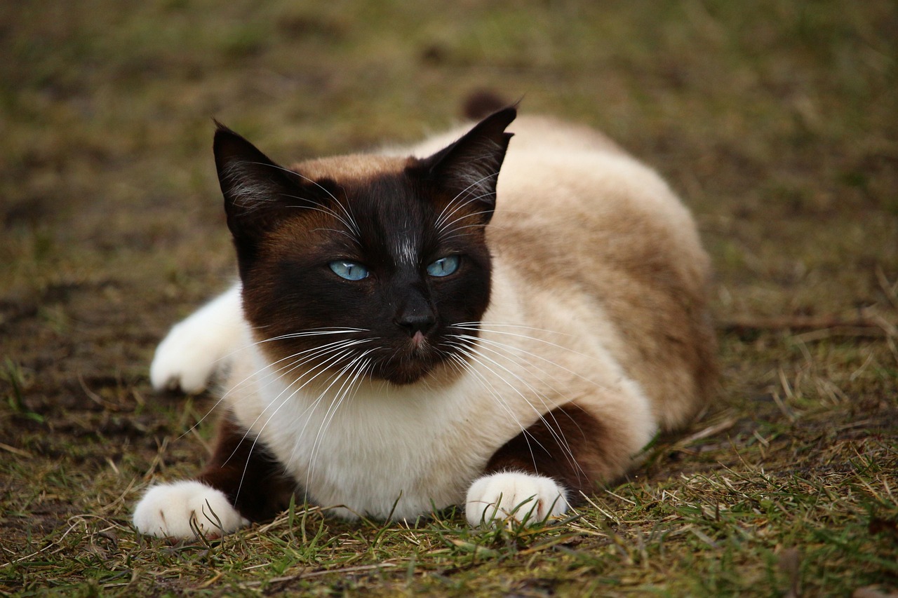 Siamese Cats: The Velcro Cat That Never Stops Talking (Image Credits: Pixabay)
