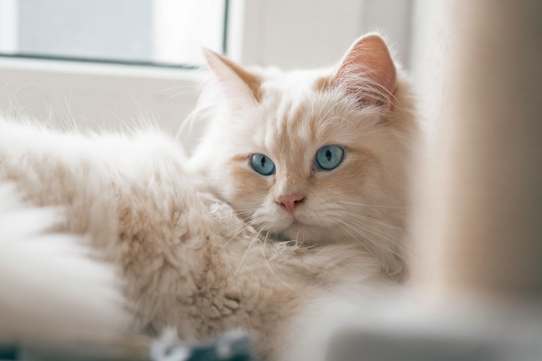 Birman - The Sacred Temple Cat (Image Credits: Unsplash)