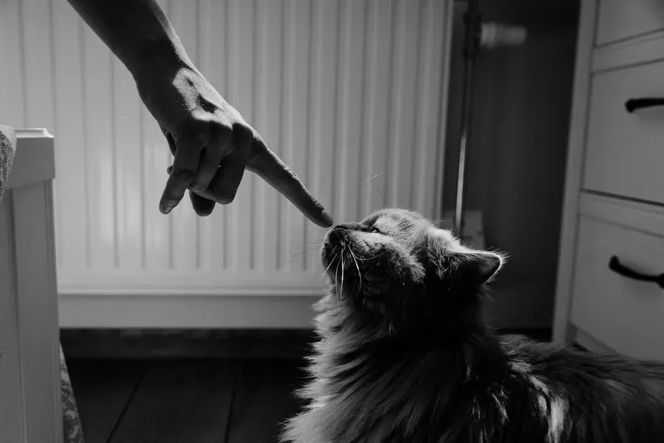 Conclusion: Loving the Cat You Actually Have, Not the Cartoon in Your Head (Image Credits: Pexels)