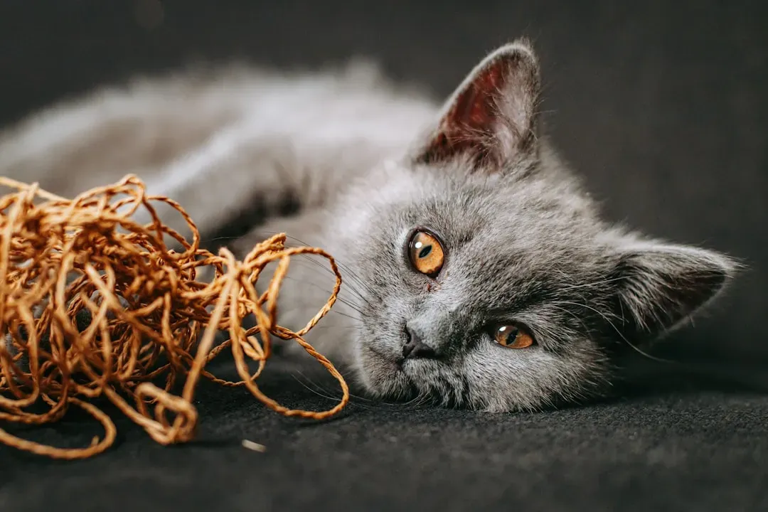String, Yarn, and Ribbon (Image Credits: Unsplash)