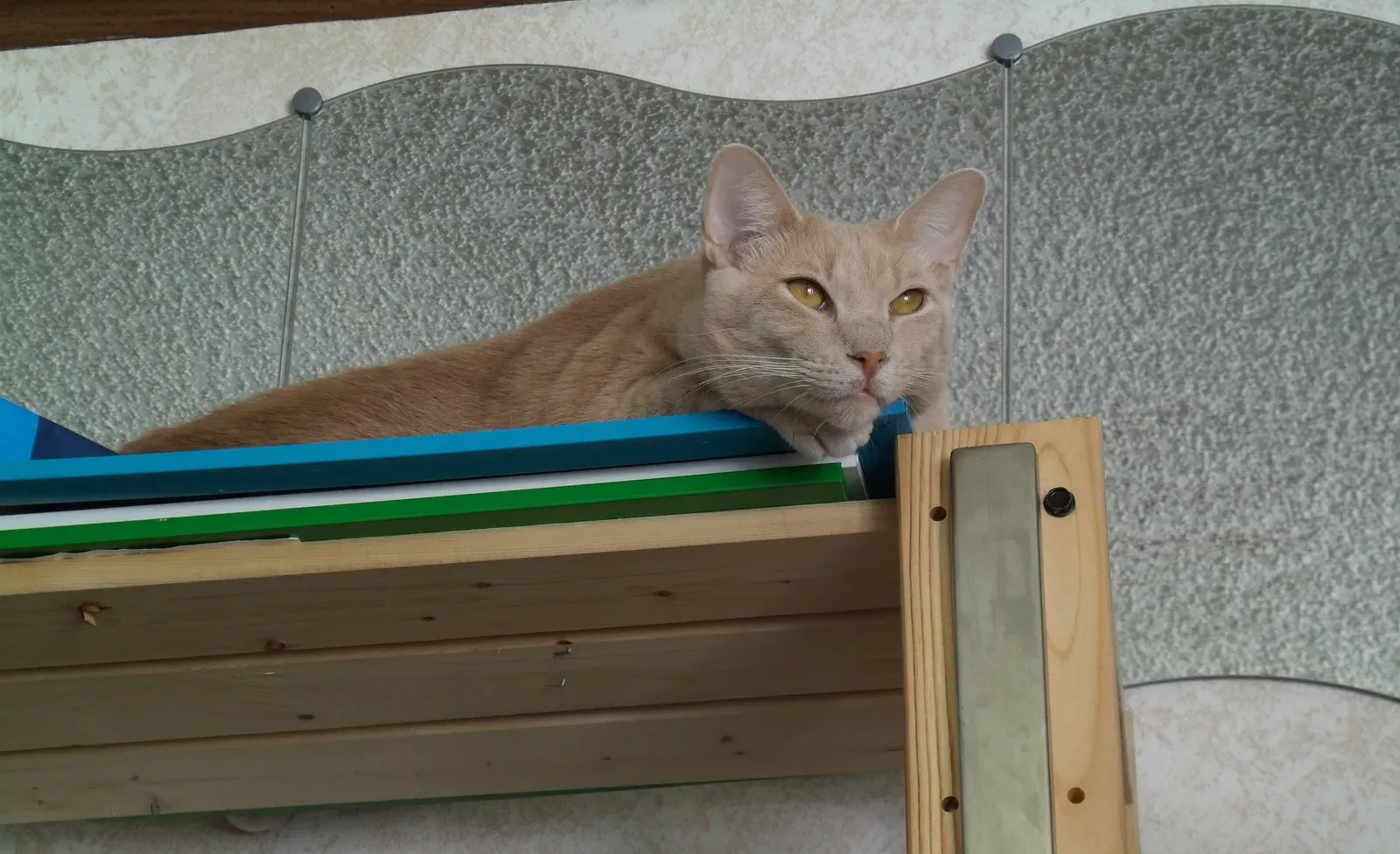 Seeking High Places Gives Them Security and Confidence (Image Credits: Wikimedia)